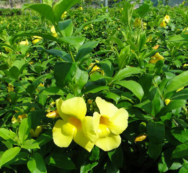 Allamanda Cathartica Plant or Golden Trumpet 70 – 90cm